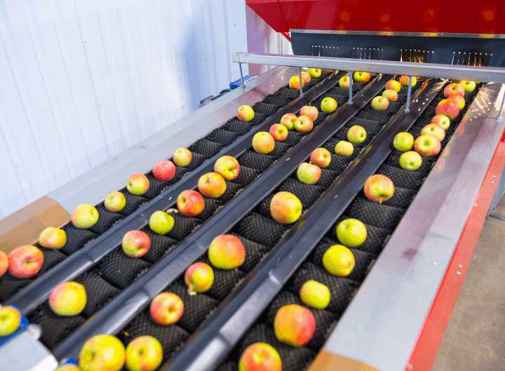 how to choose fruit sorting machine