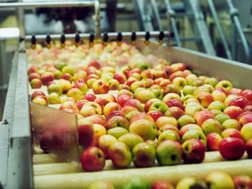 apple sorting machine