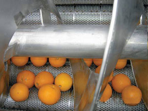 citrus essential oil extracting