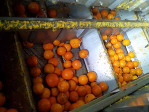 citrus essential oil extracting process