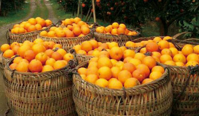 orange juice harvest