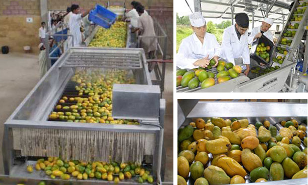 mango juice production process