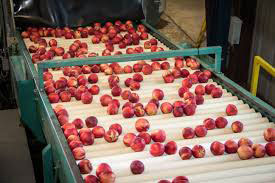 pomegranates sorting