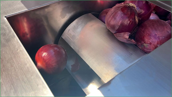 Feeding onion to peeling machine