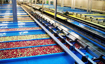 apple sorting machine working