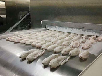 Air blast freezer freezing fish