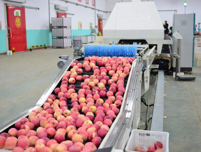 apple grading machine loading system