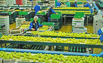 Apple grading machine processing