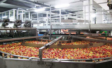 Apple grading machine processing