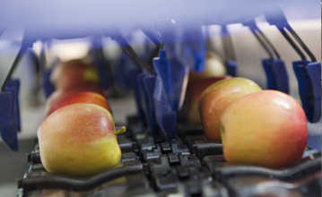 apple sorting equipment
