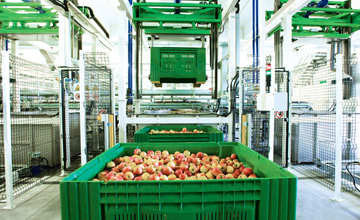 apple sorting machine working