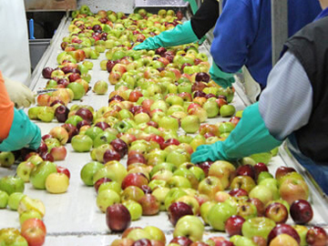 apple sorting process