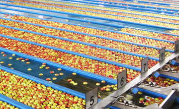 apple sorting equipment
