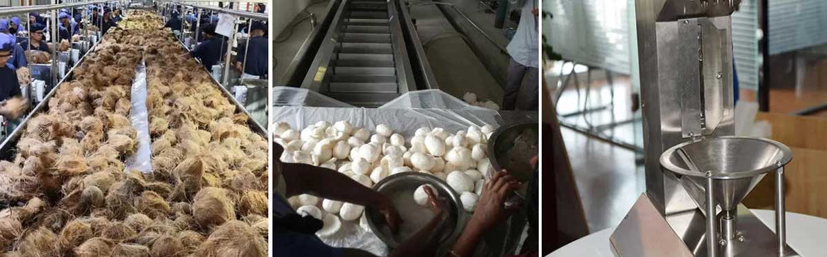 Coconut processing machine deshelling and peeling
