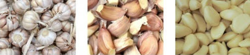 garlic peeling process