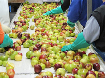 fruit select machine apple