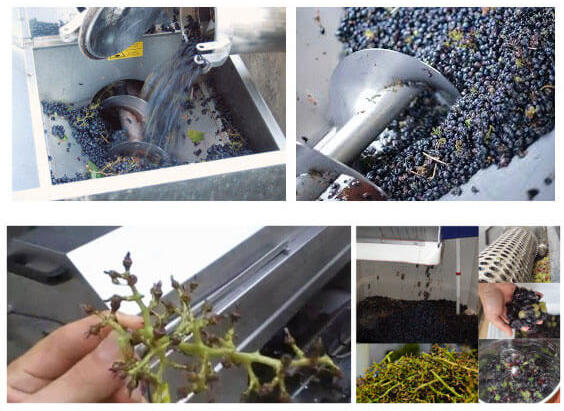 Grapes entering a destemmer crusher and separated stems leaving the machine