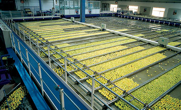 apple sorting equipment