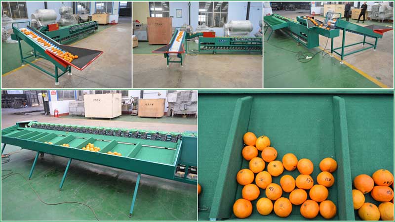 how to choose fruit sorting machine