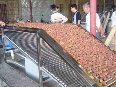 litchi sorting process