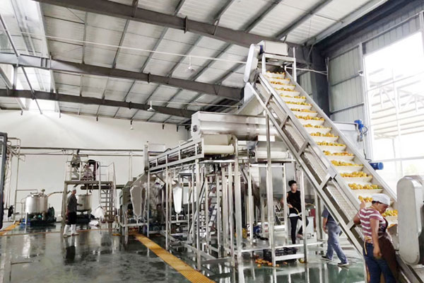 mango pulp processing plant working