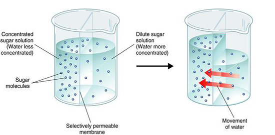 membrane concentrate