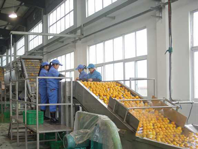 orange sorting process