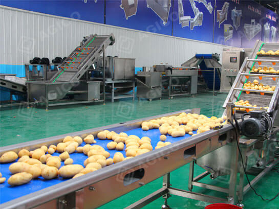 Potato chips sorting and conveyor