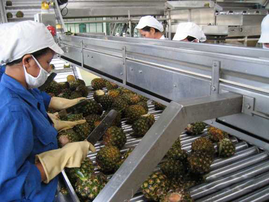 pineapple sorting process