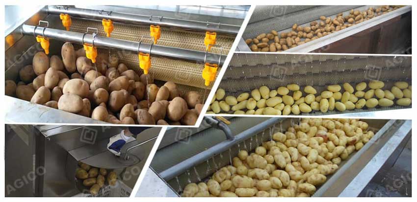 Brush type potato washer and peeler machine working