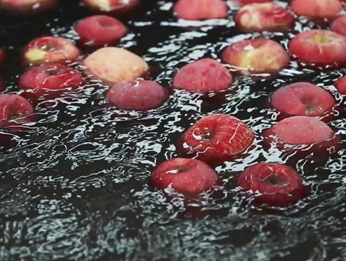 apple sorting equipment washing apples
