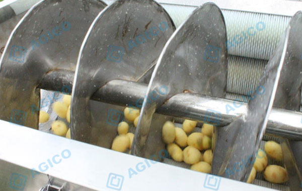 Screw potato washing peeling machine working