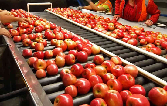 selecting fresh fruits