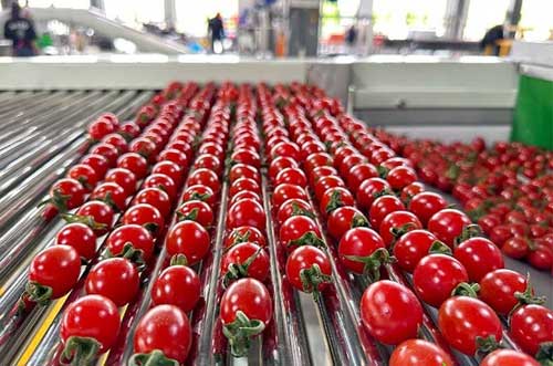 tomato sorting machine